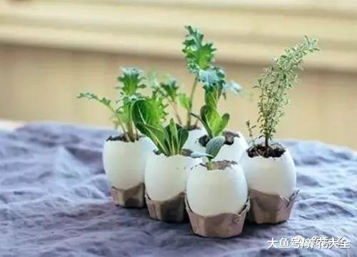 花盆不用买, 自己在家就能做, 省钱又环保!