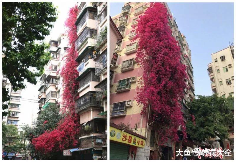 三角梅不会养? 跟着老爷爷学, 长的比9层楼还高!