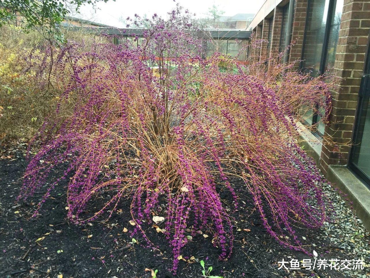 冬天能够开出灿烂紫色浆果的紫珠, 特别耐寒的观果植物