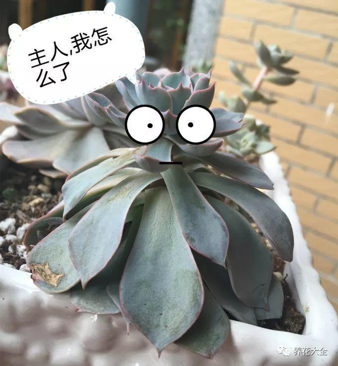 夏天的多肉穿裙子? 学会用竹签, 长得直挺不烂根!