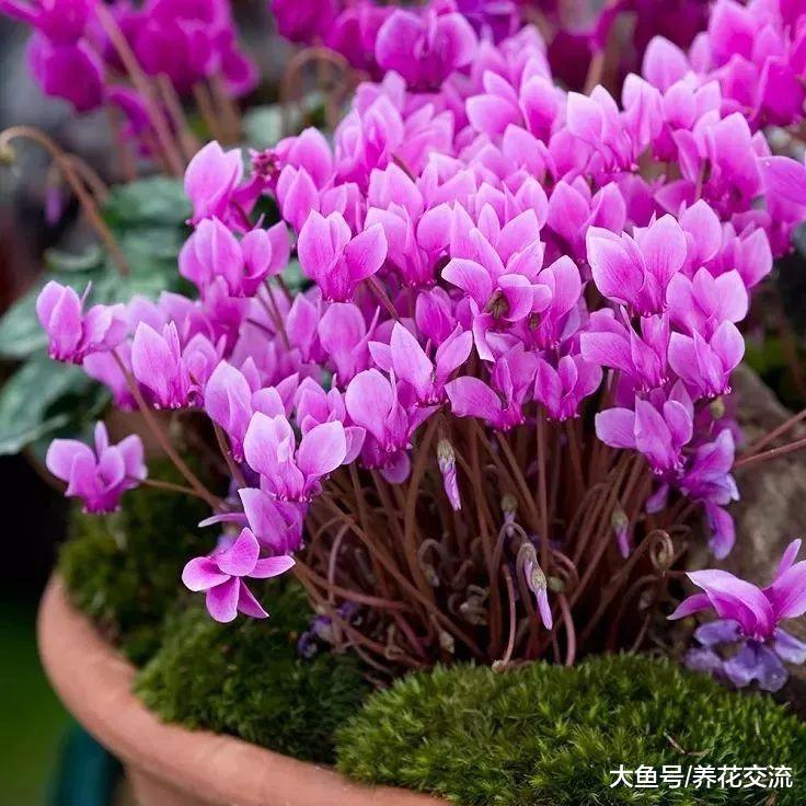冬季也保持保持灿烂开花的几种观赏植物