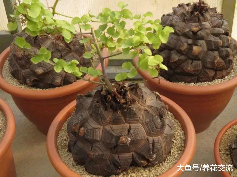 养龟甲龙盆栽特别有趣, 像是在龟壳上种爬藤植物