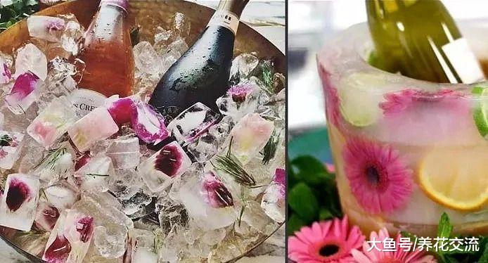 轻松把这几种花变成花卉冰块, 这个夏季你需要种一些可食用花