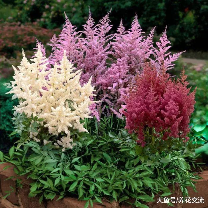 4种能够在林地树荫下生长开花的植物, 还能养成室内盆栽