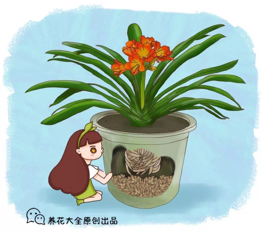 松树浑身都是宝, 拿来养花, 啥花都旺, 就你不知道!