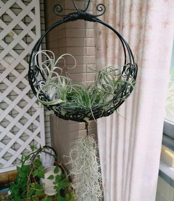这花比绿萝还好养, 沾土就活, 整个院子都被霸占了!