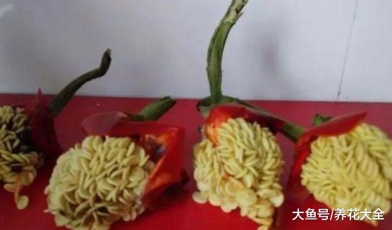 阳台种盆小辣椒, 边吃边摘, 根本不用买!