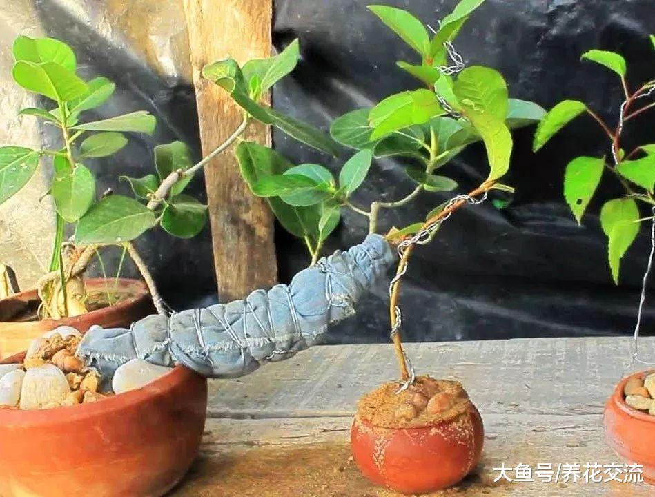番石榴养成盆景的技巧, 养护需要注意的事项