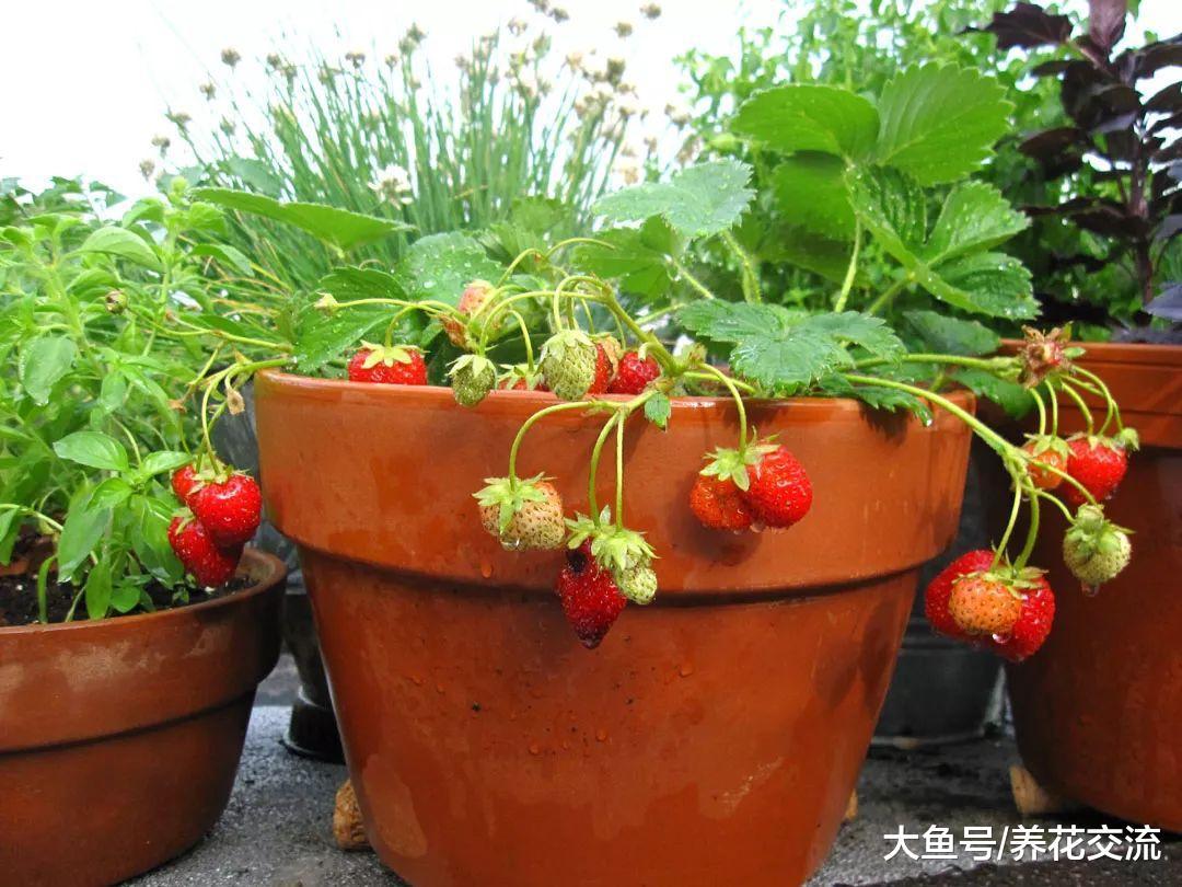 在一个大花盆里适合栽种哪些盆栽水果呢?