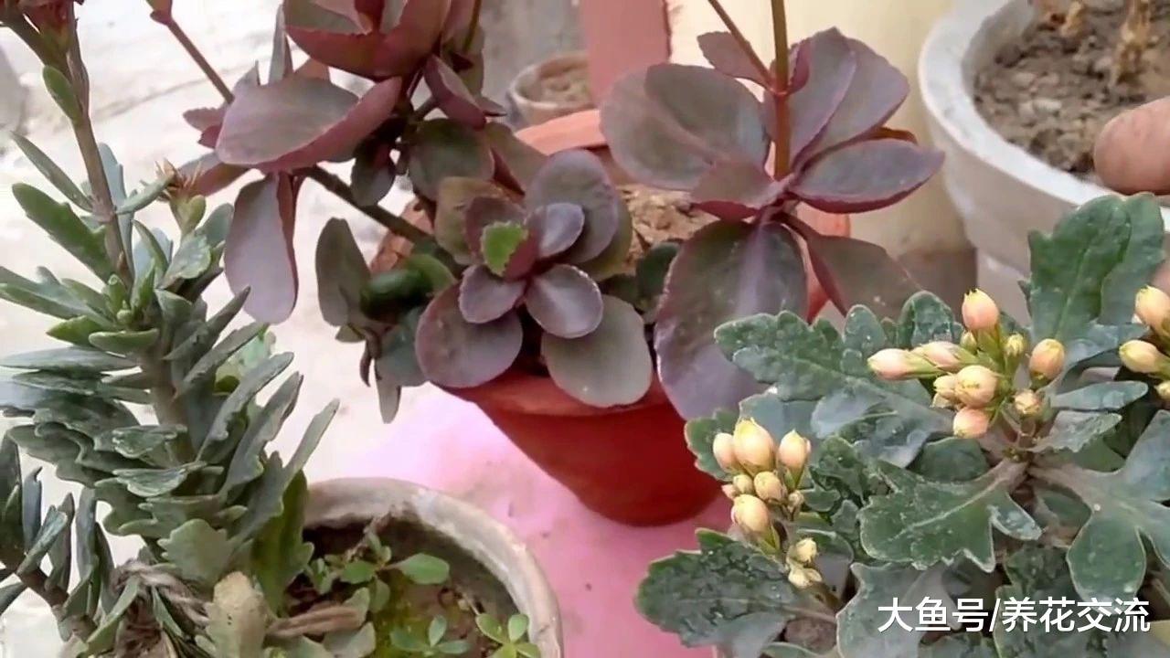 长寿花的花苞刚开始孕育的时候这样处理, 还能促进二次开花