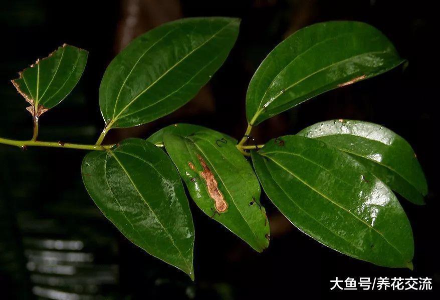平安树的叶片枯萎变白的原因, 叶子不断掉落可以轻松处理