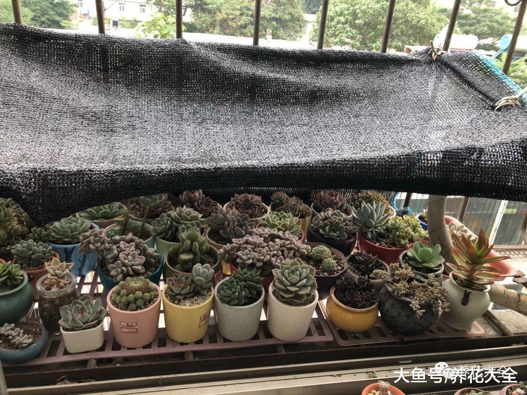 夏天养多肉的9个雷区, 这样全避开, 多肉养的胖嘟嘟