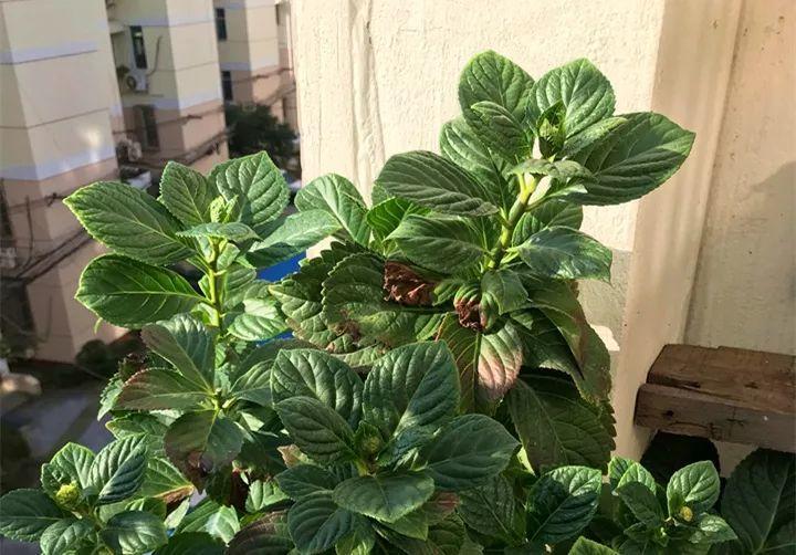 “冬至”养花有讲究, 从浇水到修剪, 赶紧给花过个肥年!