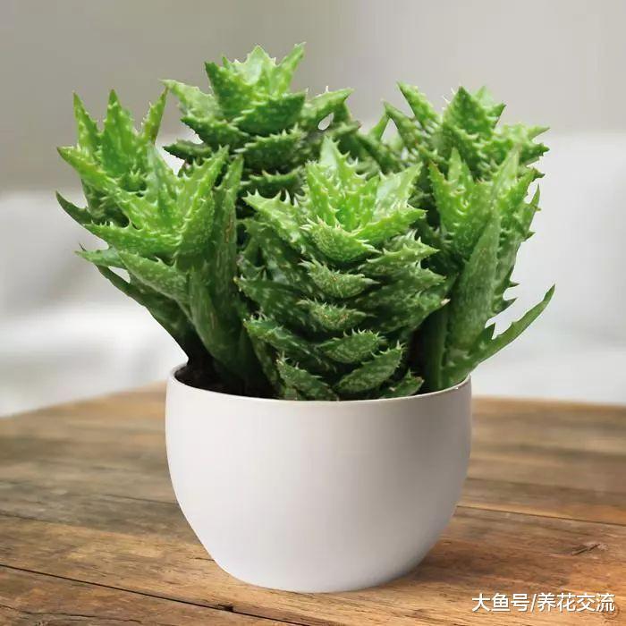 芦荟的病虫害非常少, 为啥还有这么多人养不好?