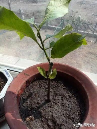 种一棵白兰花, 简单养养就开花, 满屋都是香飘飘!