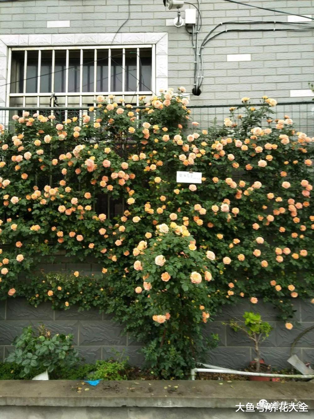 月季多肉三角梅…这6款花园, 没钱也能建!