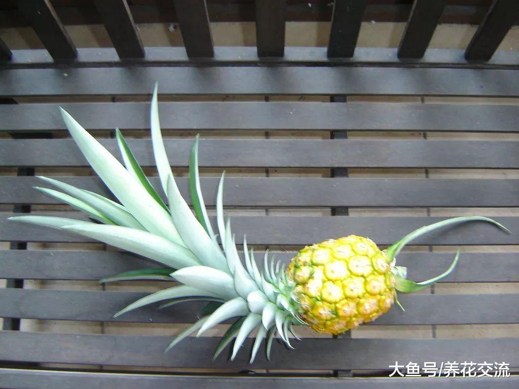 拧下来的菠萝叶冠不要丢了, 简单7步就能重新养成盆栽植物