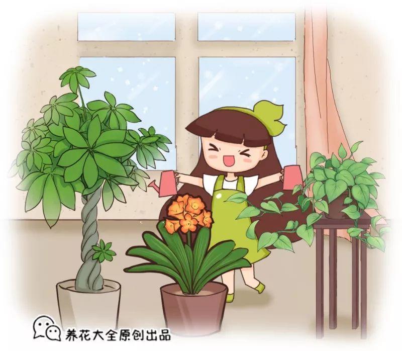 夏天施肥不能停, 浇水加点料, 根肥叶绿花呼呼开!
