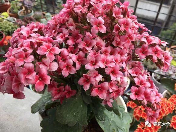 这7种花最适合养在家里, 夜晚释放氧气, 让你不失眠睡的香!