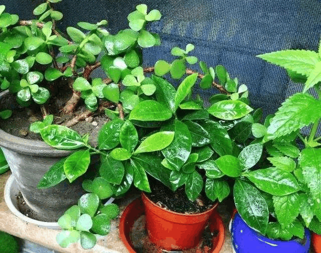 给花浇水兑点“它”, 啥土都能变“海绵”, 吸收强还透气!