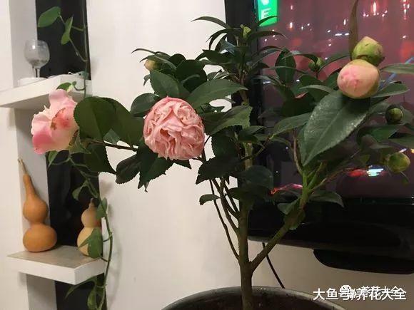 烂根的花盆底垫点料, 再也不烂根, 叶子绿的冒油!