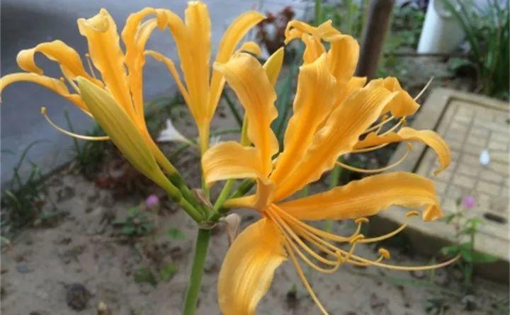 这花有花无叶, 有叶无花, 被称作“死亡之花”!
