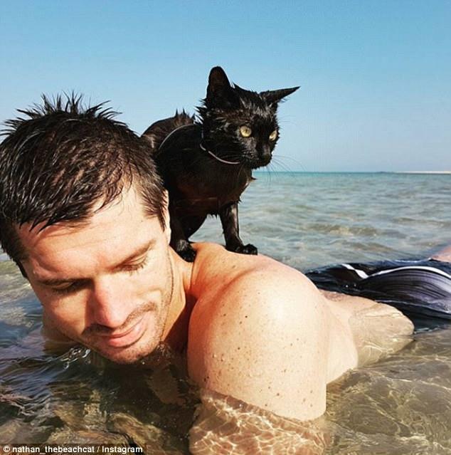 澳洲小猫在海里嬉戏 成网络红猫