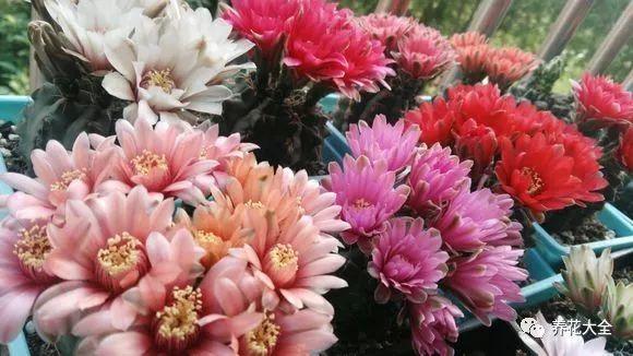 1个仙人球开40朵花, 这些品种, 你又见过多少?