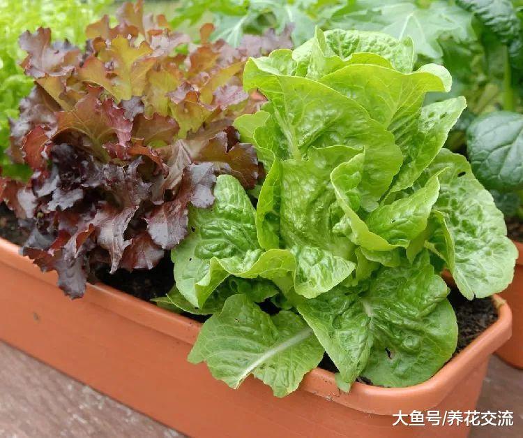 适合初学者栽培的几种蔬菜, 作为盆栽养窗台上也能生长旺盛