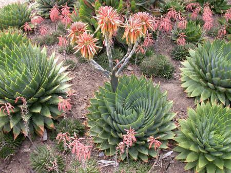 这种“芦荟”是世界濒危物种, 植株年龄长达50年, 网友: 这都濒危