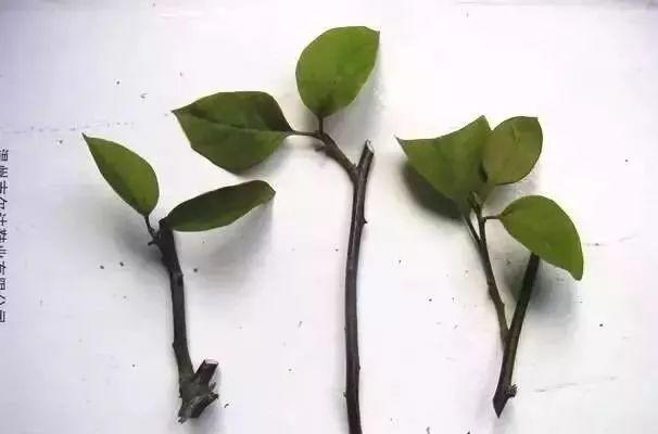 未来1个月, 这8种花插土里就活, 秋冬也能开!