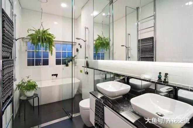 可以悬挂在卧室里养成吊盆的波斯顿蕨, 净化空气特别好