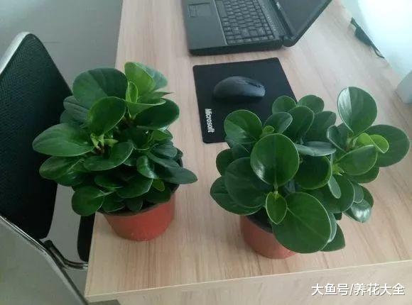 这12种花超耐阴, 光照不好也能蹭蹭疯长!
