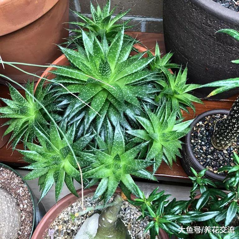 这10种盆栽植物特别适合种在家里, 能够舒缓压力、净化空气