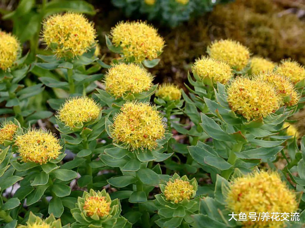 新手也能轻松养开花的红景天, 没想到对人类还有这9种益处