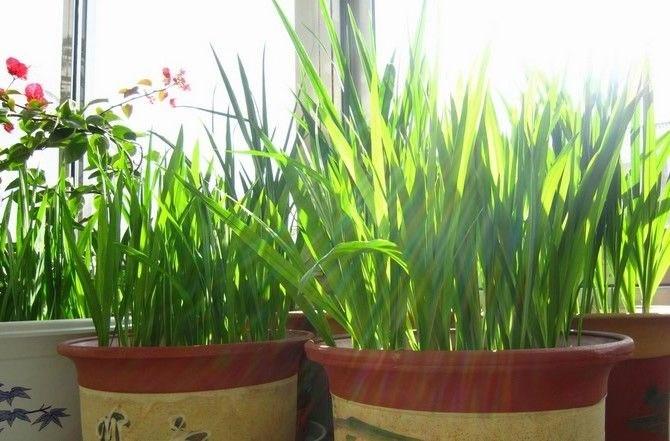 这种花长出来的时候像大蒜, 冬季开花后又香又艳, 比兰花好养100倍