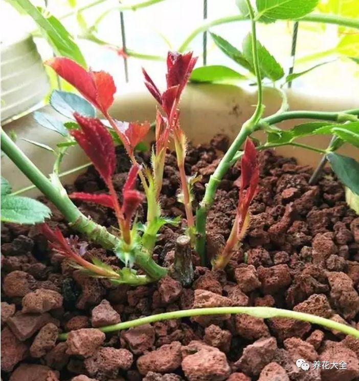 雨后花盆这样放, 月季蹭蹭冒新芽, 不到1月又爆盆!