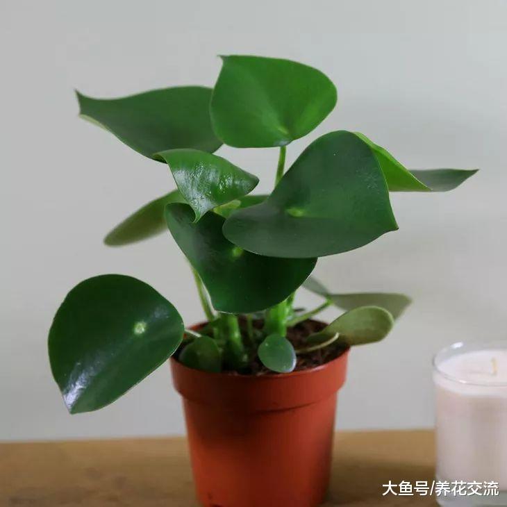 在阴暗的室内越能茁壮生长的10种花卉, 你家里养了哪几盆