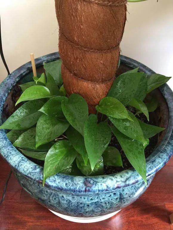 绿萝绑根绳, 一口气窜3米, 叶子比脸还大!