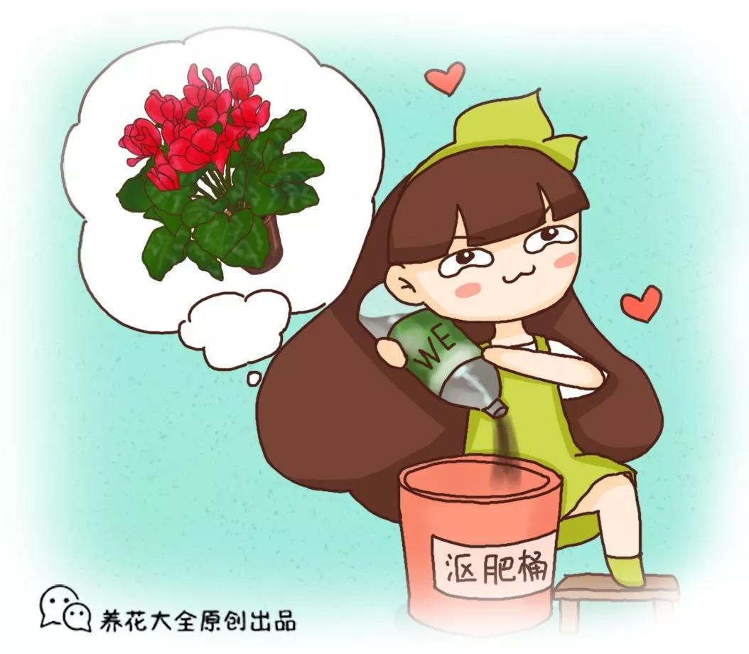 长寿君子兰秋天加点它, 叶子肥的直流油, 花苞开的止不住!
