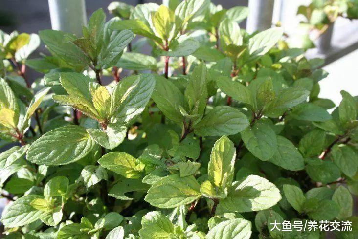 在家里种出不断繁殖的薄荷, 不怕养死就怕过度蔓延