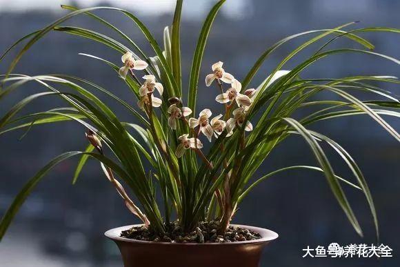 喜欢兰花的你, 不如养养这一, 开出的花比叶都多!