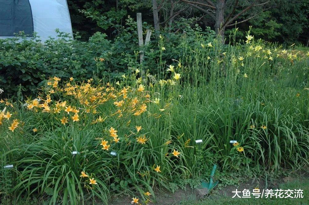 种在院子里不用经常照顾就能开出灿烂黄色花朵的黄花菜
