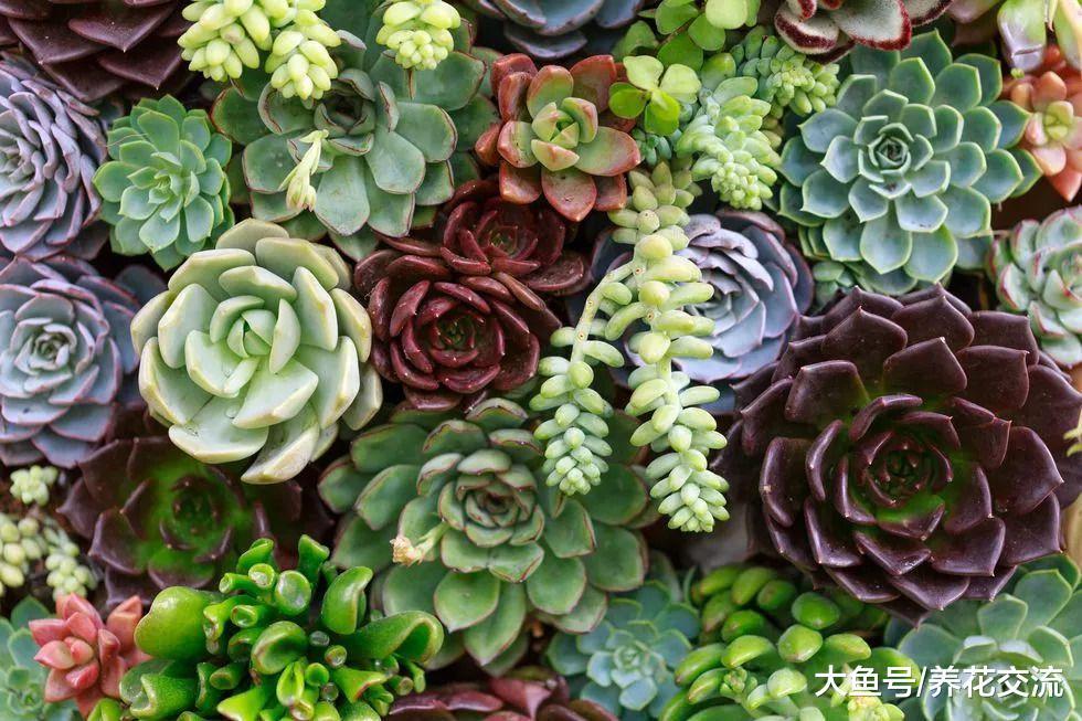 养护多肉植物盆栽最常见的5个错误, 你做对了没?