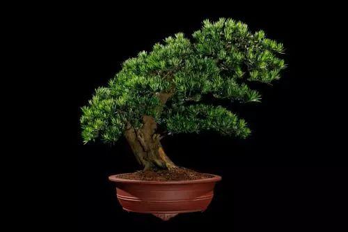 这些号称“养不死”的植物, 最适合手残党了, 你家养了吗?