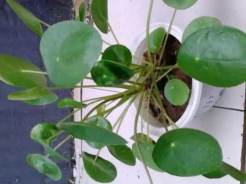 这几种植物千万不要给它们的叶片浇水, 浇了立马挂掉!