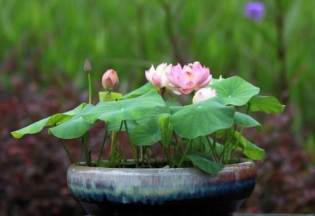 6种植物超“喜”水, 养在水里“叶绿根旺”, 适合新手养