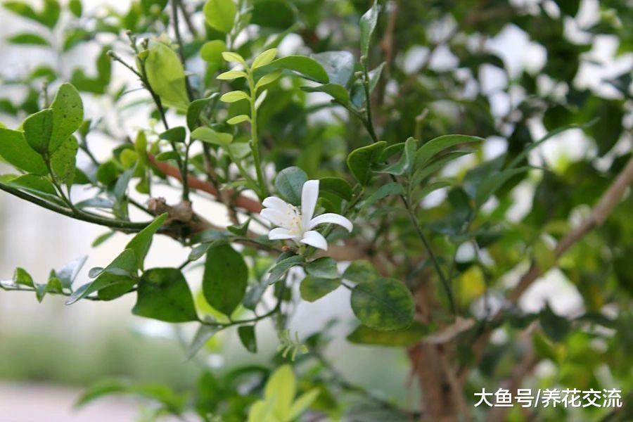 在阳台上就能种出满屋飘香的九里香, 都不敢将它养卧室