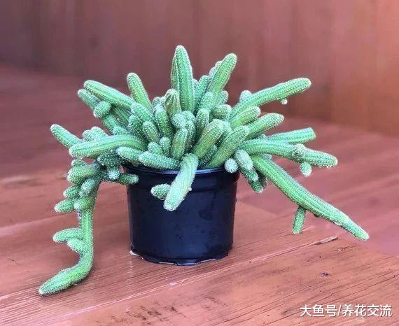 很多人将白檀仙人掌误以为是鼠尾仙人掌, 开花特别好看