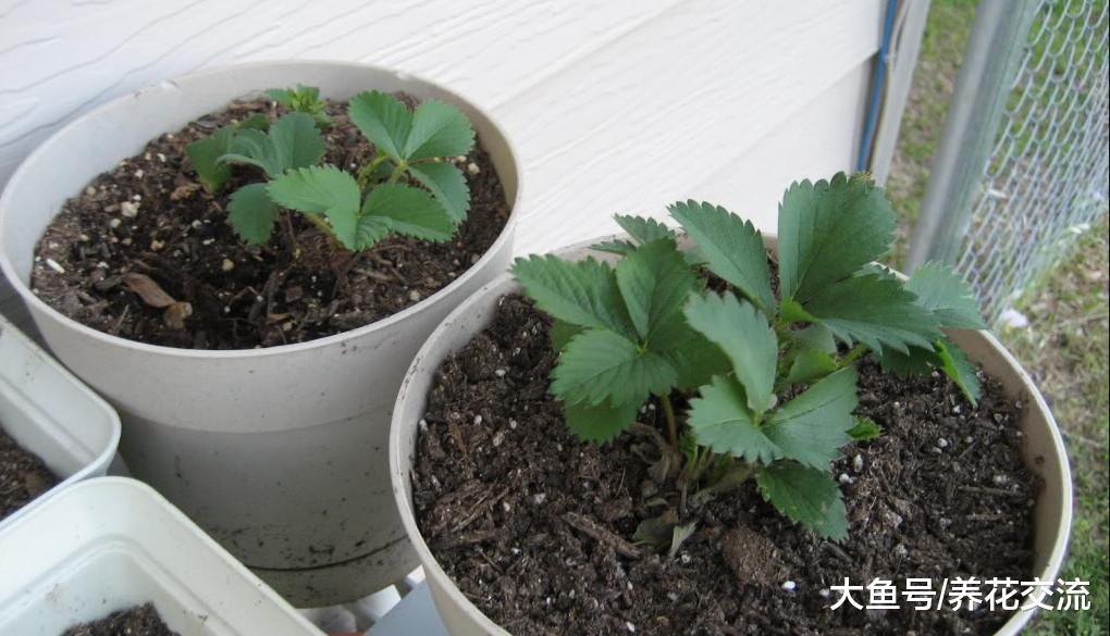 花友阳台上的一片墙都种满了草莓, 经常结果, 一个人都吃不完